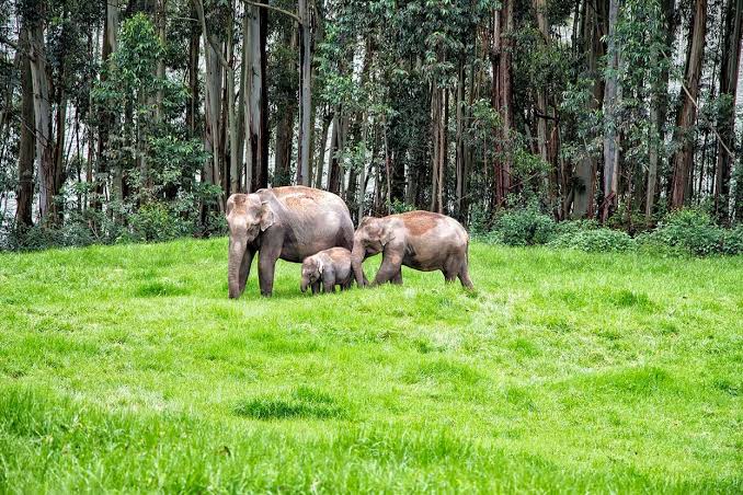 elephant spotting munnar